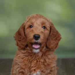 Goldendoodle and Poodle Puppies from Daisey's Doodles Seattle