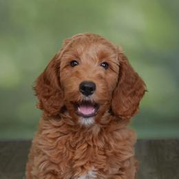 Goldendoodle and Poodle Puppies from Daisey's Doodles Seattle