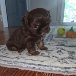 Cove - Chocolate and tan female Shih Tzu puppy in Smithville, Georgia from The Luckie Puppy
