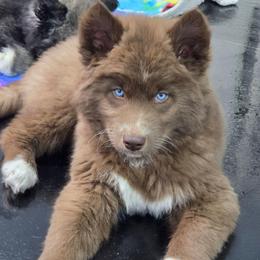Godiva - Red and white female Siberian Husky puppy in East Tawas, Michigan from BurnsBerg's Woolies