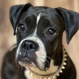 Boxers and French Bulldogs from Ultra Paws Plus