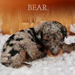 Bear - Merle male Bernedoodle puppy in Bowling Green, Ohio from Windy Creek Doodles