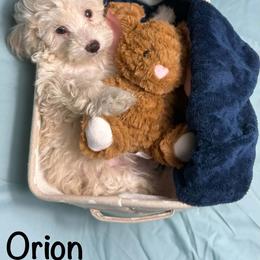 Orion - Cream male Poodle puppy in Cartersville, Georgia from Little Legacy Puppies