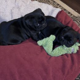 Pug Puppies from PNW Pugs