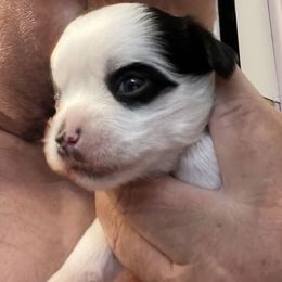 Chinese Crested Puppies from Kelly Hair