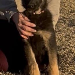 German Shepherd Puppies from George Creek Kennel