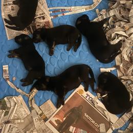 German Shepherd Puppies from S and R kennels