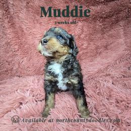 Muddie - female Australian Mountain Doodle puppy in Escondido, California from North County Doodles