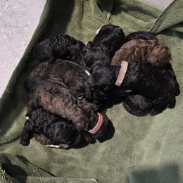 Black Female - Black female Poodle puppy in Patterson, California from Paterson Poodles