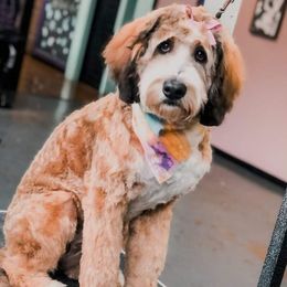 Ida - Bernedoodle