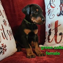 Doberman Pinscher Puppies from Kazimir Kennels of Indiana