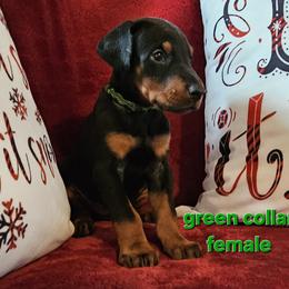 Doberman Pinscher Puppies from Kazimir Kennels of Indiana