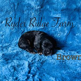 Brown - Black and tan male Cavapoo puppy in White Sulphur Springs, West Virginia from Ryder Ridge Farm