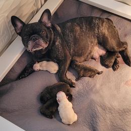 Armand - Brindle male French Bulldog puppy in Largo, Florida from Infinity Frenchies