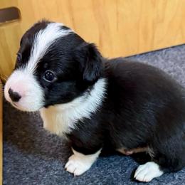 Dottie  (Pink collar) - Black and white female Cardigan Welsh Corgi puppy in Omaha, Arkansas from DnD Corgis