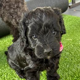Georgia ESA lines Super coat Free Month Insurance Vet checked - Black female Schnoodle puppy in Temple, Texas from Schnauzers Of Taylor