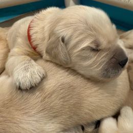Spider-Man - Light golden male Golden Retriever puppy in Oregon from Bliss Retrievers