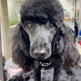 German Shepherd and Poodle Puppies from Wolves Den Ranch