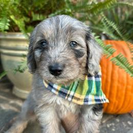 Johnny - Blue merle male Aussiedoodle puppy in Lexington, Alabama from Johnson’s Highland Pride Aussiedoodles