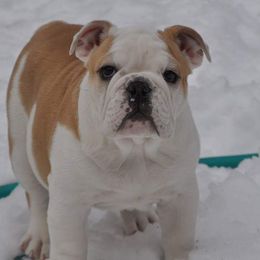 Bulldog and Collie Puppies from Lakewinds Collies & Bulldogs