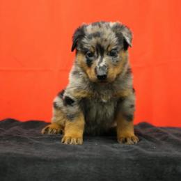 Mint - Harlequin female Beauceron puppy in Batavia, New York from Oakland Beaucerons