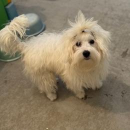 Maltipoo puppies from BeachRidge Pups