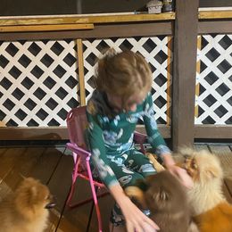 Dachshunds and Pomeranians from Teeny Tiny Puppy Tails