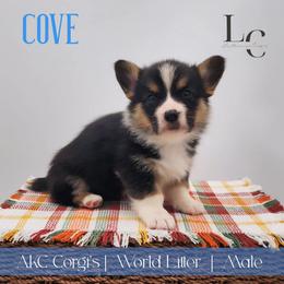 Cove - Black and tan male Pembroke Welsh Corgi puppy in Pine Village, Indiana from NL Horsemanship