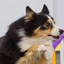 Border Collies from Wagner