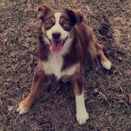 Miniature Australian Shepherds from Long Branch Kennels