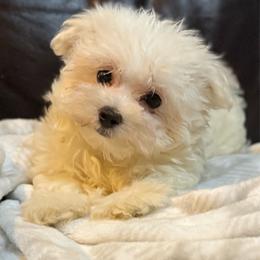 Snowy - White female Maltese puppy in Lancaster, South Carolina from 3 Bs Havanese-PUPPIES with  PURPOSE