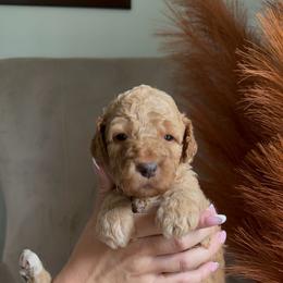 Acorn - Apricot male Goldendoodle puppy in Easley, South Carolina from Our Darling Doodles