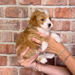 Tito - Red  male Goldendoodle puppy in Calhoun, Georgia from Happy Top Doodles