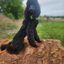 Happi - Blue male Poodle puppy in Harrisonville, Missouri from Kurly Q Poodles