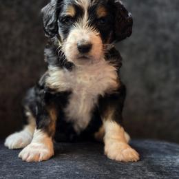 Australian Mountain Doodle Puppies from Tulsa Australian Moutain Doodles