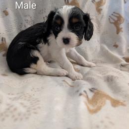 Toast - Tri-color male Cavalier King Charles Spaniel puppy in Ashwood, Oregon from Kelly Hendrix's Cavalier King Charles Spaniels & Toy Australian Shepherds