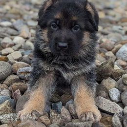 German Shepherd Puppies from Jerry Miller