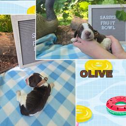 Boy 6 OLIVE - Liver white and tan male English Springer Spaniel puppy in Saginaw, Michigan from Kemerer Springers