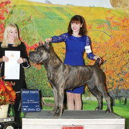 Cane Corso All Grown Up from Garmr Cane Corso