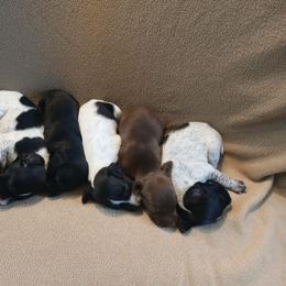Boy 3 - Black roan male German Shorthaired Pointer puppy in Laporte, Minnesota from Northern Odyssey Gun Dogs