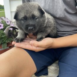 Norwegian Elkhound Puppies from English Bench Elkhounds