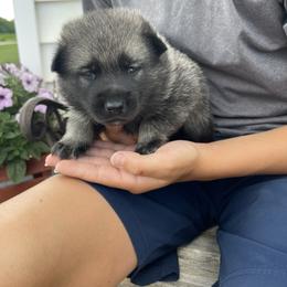 Norwegian Elkhound Puppies from English Bench Elkhounds