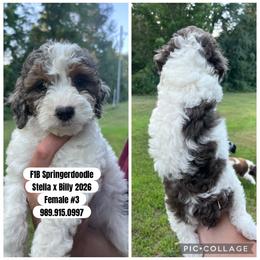 Girl 3 - White and black female Springerdoodle puppy in Sterling, Michigan from Springerdoodles In MI