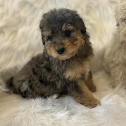Monica - Blue merle female Aussiedoodle puppy in Orleans, Indiana from Mae Blossom Puppies