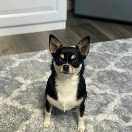 Chihuahua All Grown Up from Knox Rock'n Chihuahuas