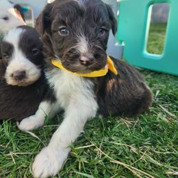 Female 1 - Red tri-color female Aussiedoodle puppy in Mouth Of Wilson, Virginia from Holly Ridge Aussies, Aussiedoodles & Corgis