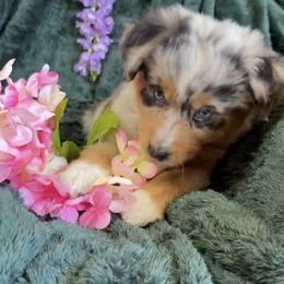 Azalea - Blue merle female Australian Shepherd puppy in Inverness, Florida from Swamp Puppy Canine Kennel