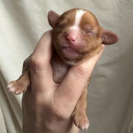Ruby - Ruby female Cavalier King Charles Spaniel puppy in Auburn, Washington from Enchanted Cavaliers