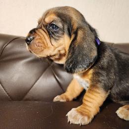 Mel - Black tan and white female Beagle puppy in Bois D Arc, Missouri from Country Home Pets and Farm