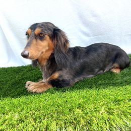 Lucy - Dachshund